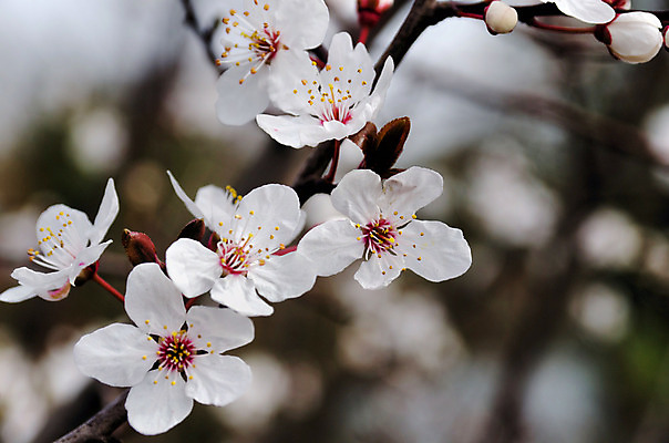 포토 JPG 해외이미지 나무 식물 계절 꽃잎 꽃 분홍색 백그라운드 꽃무늬 자연 사람없음 봄 벚꽃 흰색 나뭇가지 체리 내추럴 해외202004 해외포토 컬러 무늬 과일 생태계 파일형식 이미지허브