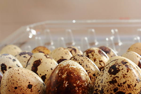 포토 JPG 해외이미지 음식 백그라운드 다이어트 재료 조류 부활절 건강 요리 사람없음 농장 갈색 계란 치킨 껍질 흰색 신선 그룹 아침식사 먹기 유기농 날것 칼로리 건강식 내추럴 단백질 메추리 생식 취급주의 많음 해외202004 해외포토 동물 웰빙 기념일 컬러 컨셉 농업 모션 경고 알 식사 닭고기요리 영양소 파일형식 이미지허브