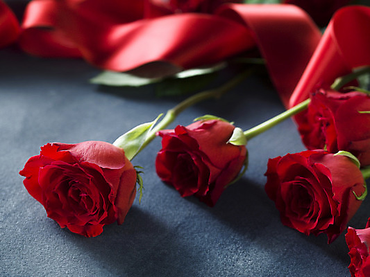 포토 JPG 해외이미지 리본 발렌타인데이 사람없음 아웃포커스 빨간색 장미 오브젝트 해외포토 꽃 컬러 데이이벤트 촬영기법 파일형식 이미지허브