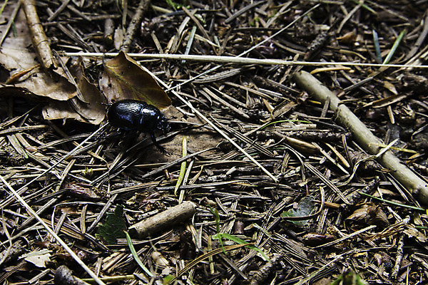 포토 JPG 해외이미지 동물 야생동물 곤충 잎 날개 바닥 성인 사람없음 금속 검은색 나뭇가지 벌레 숲 딱정벌레 생태계 생물학 육식동물 머리위 서식지 동물상 땅바닥 삼림지대 생태학 카피스페이스 해외202004 해외포토 나무 식물 교육 컬러 재질 사람 조형물 공백 파일형식 이미지허브