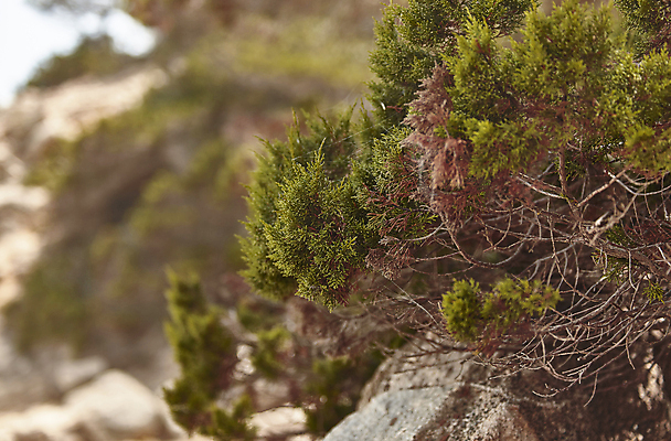 포토 JPG 해외이미지 식물 잎 자연 사람없음 초록색 소나무 지중해 묘사 상록수 내추럴 동물상 해외202004 해외포토 나무 바다 컬러 조형물 생태계 파일형식 이미지허브
