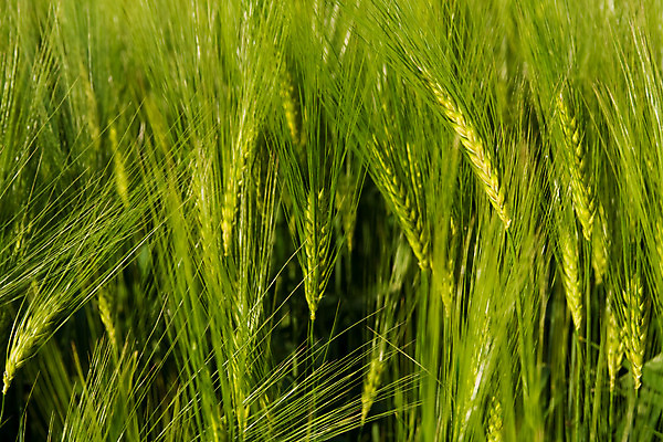 포토 JPG 해외이미지 식물 계절 음식 빵 백그라운드 밭 농업 자연 씨앗 사람없음 가로 초록색 농작물 농장 노란색 수확 흰색 시골 황금 닫기 낟알 시리얼 밀 묘사 유기농 내추럴 해외202004 해외포토 웰빙 산업 컬러 모션 곡류 생태계 파일형식 이미지허브