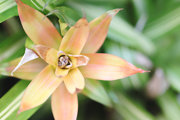 포토 JPG 해외이미지 나무 식물 꽃 백그라운드 잎 자연 사람없음 초록색 정원 내추럴 해외202004 해외포토 컬러 생태계 파일형식 이미지허브