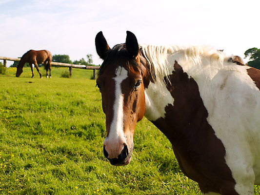 포토 JPG 해외이미지 동물 구름 스포츠 밭 자연 하늘 털 풍경 이벤트 사람없음 야외 초록색 여름 파란색 반려동물 농장 갈색 검은색 봄 시골 레이싱 만 신용카드 승마 장면 조랑말 대회 망아지 레이서 해외202004 해외포토 자연요소 계절 새끼 컬러 농업 시합 금융 말_동물 생태계 파일형식 이미지허브
