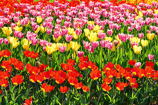 포토 JPG 해외이미지 식물 계절 꽃 꽃무늬 밭 자연 잔디 사람없음 야외 가로 빨간색 초록색 여름 컬러풀 노란색 환경 정원 보라색 봄 튤립 성장 벚꽃 변화 해외202004 해외포토 컬러 컨셉 무늬 농업 생태계 파일형식 이미지허브