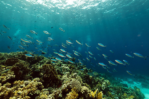 포토 JPG 해외이미지 식물 동물 모래 바다 백그라운드 자연 표면 어류 풍경 사람없음 물 파란색 컬러풀 햇빛 태양 바닷속 수중 광선 산호 아래 다이빙 장면 암초 깊이 소금물 이국적 침몰 파라다이스 해외202004 해외포토 자연요소 컬러 수영 수중동물 자포동물 방향 생태계 위치 수중스포츠 파일형식 이미지허브