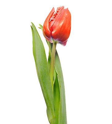 포토 JPG 해외이미지 식물 꽃잎 꽃 줄기 꽃다발 컨셉 꽃무늬 자연 휴가 부활절 기념 발렌타인데이 선물 사랑 미술 사람없음 장식 빨간색 초록색 컬러풀 정원 보라색 봄 튤립 벚꽃 흰색 인사 신선 신용카드 클래식 우아함 다발 배열 꽃집 묘사 내추럴 고립 해외202004 해외포토 계절 기념일 감정 컬러 무늬 데이이벤트 문화예술 금융 상점 예절 생태계 파일형식 이미지허브