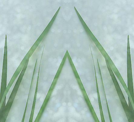 포토 JPG 해외이미지 잎 패턴 사람없음 초록색 칼날 질감 보케 대칭 해외202004 해외포토 식물 컬러 무늬 파일형식 이미지허브