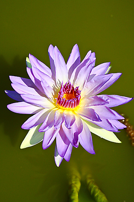 포토 JPG 해외이미지 식물 꽃잎 꽃 아시아 호수 백그라운드 잎 꽃무늬 태국 자연 동양인 사람없음 야외 초록색 물 컬러풀 정원 보라색 고요 봄 벚꽃 연못 관목 생물학 향기 신성 동쪽 내추럴 이국적 해외202004 해외포토 자연요소 나무 계절 교육 나라 컬러 무늬 인종 방향 생태계 냄새 파일형식 이미지허브