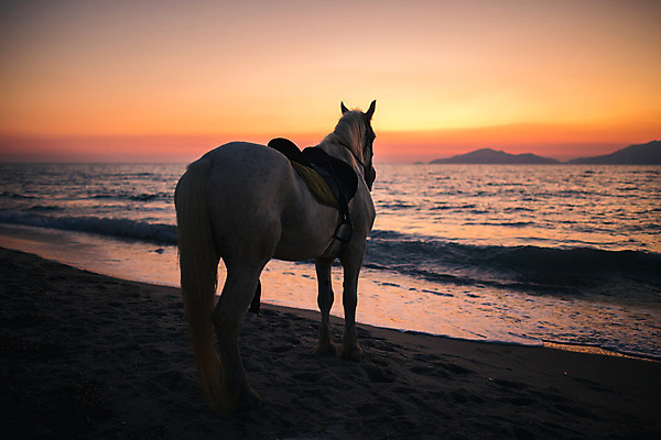 포토 JPG 해외이미지 동물 구름 여자 실루엣 모래 스포츠 바다 여행 밭 포유류 모션 자연 하늘 휴가 사람 풍경 사람없음 야외 빨간색 물 여름 달리기 태양 농장 일출 검은색 힘 일몰 자유 흰색 승마 승차 저녁 속도 장면 해외202004 해외포토 자연요소 계절 컬러 컨셉 농업 촬영기법 노을 야간 생태계 파일형식 이미지허브
