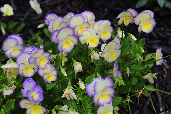 포토 JPG 해외이미지 식물 디자인 계절 꽃잎 꽃 꽃다발 잎 꽃무늬 자연 실내 사람없음 장식 초록색 노란색 정원 보라색 봄 성장 벚꽃 화려 우아함 향수 그림 향기 냄새 잡종 꽃수술 아열대 영원 이국적 취급주의 스타일 해외202004 해외포토 컬러 컨셉 무늬 경고 내부 화장품 생태계 파일형식 이미지허브