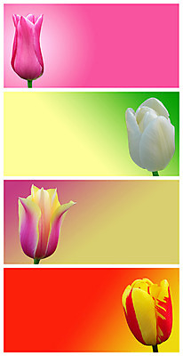 포토 JPG 해외이미지 식물 계절 꽃잎 꽃 줄기 분홍색 꽃다발 백그라운드 잎 꽃무늬 자연 휴가 부활절 발렌타인데이 선물 사랑 사람없음 장식 빨간색 초록색 컬러풀 태양 노란색 정원 보라색 봄 튤립 벚꽃 흰색 축하 인사 신선 배열 꽃집 내추럴 고립 해외202004 해외포토 자연요소 기념일 감정 컬러 컨셉 무늬 데이이벤트 상점 예절 생태계 파일형식 이미지허브