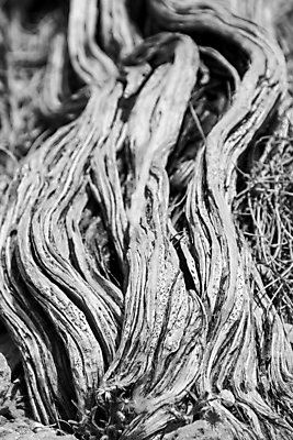 포토 JPG 해외이미지 나무 식물 줄기 백그라운드 잎 자연 하늘 디저트 건조 풍경 사람없음 야외 목재 가로 여름 파란색 태양 환경 검은색 흰색 나뭇가지 죽음 뜨거움 거친 개울 플랫 호주 숲 망토 질감 내추럴 거짓말 옛날 해외202004 해외포토 자연요소 계절 음식 컬러 재료 강 오세아니아 생태계 파일형식 이미지허브