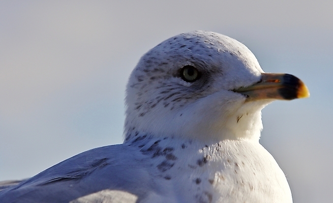 포토 JPG 해외이미지 백그라운드 캐나다 날개 갈매기 조류 하늘 사람없음 파란색 노란색 머리 검은색 놀람 회색 흰색 자신감 닫기 깃털 만족 그림 나이아가라 고립 해외202004 해외포토 동물 감정 컬러 북아메리카 모션 표정 신체부위 미국 파일형식 이미지허브