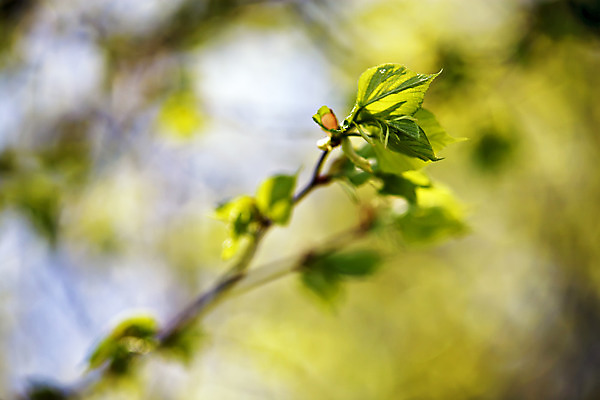 포토 JPG 해외이미지 나무 식물 공원 백그라운드 잎 자연 새로움 사람없음 야외 초록색 빛 햇빛 태양 환경 맑음 봄 성장 나뭇가지 숲 5월 마법 카피스페이스 해외202004 해외포토 자연요소 계절 공공시설 컬러 컨셉 날씨 공백 날짜 생태계 파일형식 이미지허브