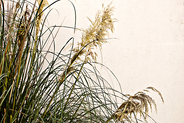 포토 JPG 해외이미지 식물 벽 줄기 자연 사람없음 초록색 정원 성장 해외202004 해외포토 컬러 생태계 파일형식 이미지허브