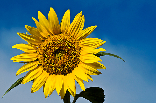 포토 JPG 해외이미지 식물 계절 꽃 백그라운드 잎 꽃무늬 밭 농업 자연 하늘 해바라기 풍경 사람없음 초록색 여름 파란색 햇빛 태양 농장 노란색 정원 맑음 활발 성장 벚꽃 흰색 시골 해외202004 해외포토 자연요소 산업 컬러 컨셉 무늬 날씨 생태계 파일형식 이미지허브