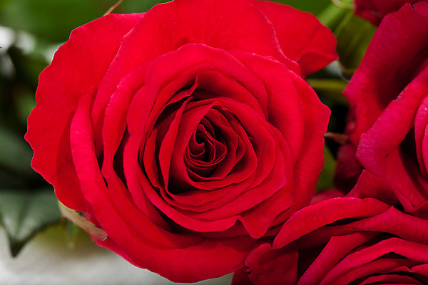 포토 JPG 해외이미지 식물 여자 기념일 꽃잎 꽃 분홍색 꽃다발 결혼 백그라운드 꽃무늬 패턴 자연 추상 발렌타인데이 사랑 사람없음 빨간색 물 여름 장미 정원 봄 젖음 벚꽃 흰색 물방울 생일 닫기 떨어짐 이슬 꽃봉오리 싱글 원예 질감 해외202004 해외포토 자연요소 계절 감정 컬러 컨셉 무늬 모션 데이이벤트 사람 이벤트 취미 생태계 파일형식 이미지허브