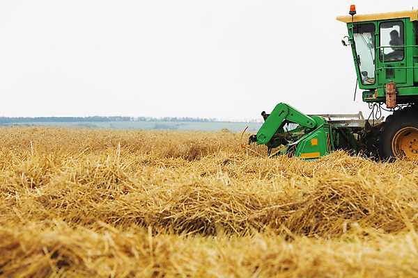 포토 JPG 해외이미지 식물 직업 산업 음식 줄기 농업 자연 하늘 옥수수 씨앗 풍경 사람없음 야외 여름 농작물 농장 농경지 기계 장비 수확 성장 가을 시골 업무 작업 황금 땅 자르기 시리얼 밀 먼지 장면 트랙터 밀짚 밭일 숙성 자동화 작살 호밀 해외202004 해외포토 계절 모션 곡류 짚 농기계 생태계 특수차량 파일형식 이미지허브
