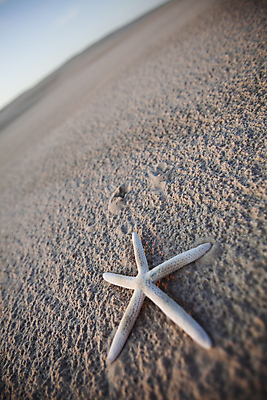 포토 JPG 해외이미지 모양 나무 계절 모래 파도 바다 여행 자연 하늘 휴가 불꽃 휴식 풍경 해변 사람없음 물 여름 모래사장 태양 젖음 서핑 고독 느림 발트해 잔물결 해외202004 해외포토 자연요소 식물 감정 물결 컨셉 불 북유럽 수상스포츠 생태계 파일형식 이미지허브