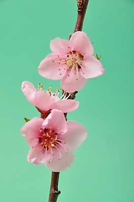 포토 JPG 해외이미지 스튜디오촬영 나무 꽃 농업 과일 자연 사람없음 나뭇가지 과수원 묘사 복숭아 내추럴 해외202004 해외포토 식물 산업 실내 생태계 파일형식 이미지허브