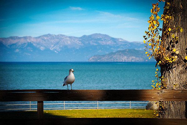 포토 JPG 해외이미지 한마리 호수 야생동물 북아메리카 자연 갈매기 조류 산 풍경 사람없음 야외 가로 물 관광지 울타리 컬러풀 햇빛 미국 캘리포니아 산맥 해외202004 해외포토 자연요소 동물 1 컬러 여행 아메리카 담장 태양 생태계 파일형식 이미지허브