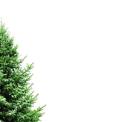 포토 JPG 해외이미지 나무 식물 전통 계절 백그라운드 잎 크리스마스 겨울 자연 벽지 휴가 새로움 선물 사람없음 목재 장식 초록색 크리스마스트리 축제 흰색 나뭇가지 축하 소나무 눈송이 숲 12월 연도 상록수 침엽수 전나무 원뿔 내추럴 고립 가문비나무 해외202004 해외포토 도형 기념일 컬러 컨셉 재료 눈_날씨 날짜 생태계 파일형식 이미지허브