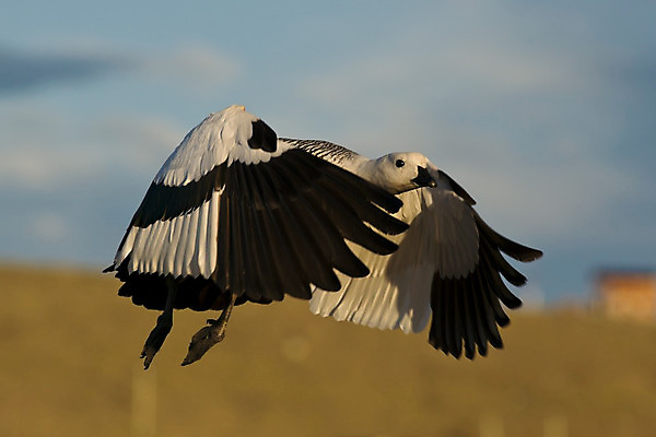 포토 JPG 해외이미지 동물 1 남자 야생동물 자연 조류 사람없음 흰색 거위 물새 아르헨티나 해외202004 해외포토 컬러 사람 남아메리카 생태계 파일형식 이미지허브