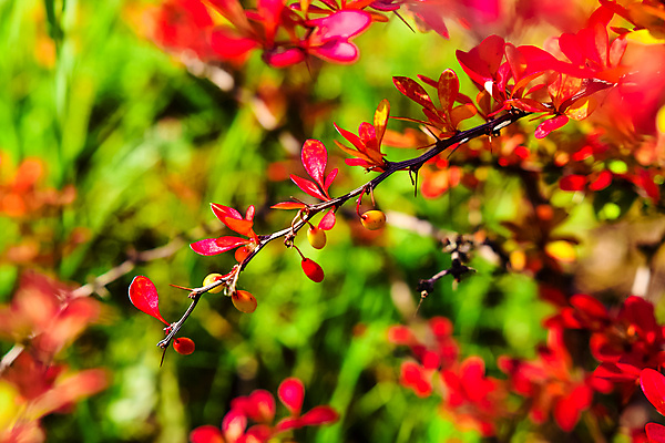 포토 JPG 해외이미지 나무 식물 공원 열매 꽃잎 꽃 분홍색 잎 꽃무늬 밭 오렌지 자연 사람없음 빨간색 초록색 여름 노란색 정원 봄 벚꽃 가을 나뭇가지 개화 사과 데이지 내추럴 해외202004 해외포토 계절 공공시설 컬러 무늬 농업 과일 생태계 파일형식 이미지허브