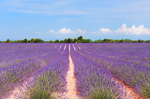 포토 JPG 해외이미지 꽃 농업 자연 풍경 사람없음 보라색 프랑스 라벤더 프랑스어 프로방스 수평선 해외202004 해외포토 식물 문자 유럽 산업 컬러 허브 생태계 파일형식 이미지허브