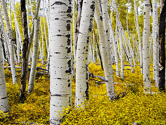 포토 JPG 해외이미지 나무 식물 계절 잎 자연 산 풍경 사람없음 야외 가로 노란색 미국 젖음 가을 소나무 숲 9월 콜로라도 해외202004 해외포토 컬러 북아메리카 날짜 생태계 파일형식 이미지허브