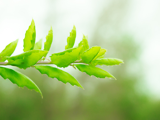 포토 JPG 해외이미지 나무 식물 디자인 계절 공원 야생동물 백그라운드 잎 자연 하늘 추상 사람없음 야외 초록색 파란색 빛 햇빛 정원 맑음 침묵 봄 흰색 나뭇가지 신선 작음 장면 부드러움 내추럴 고립 해외202004 해외포토 동물 공공시설 컬러 무늬 날씨 태양 소리 감각 크기 생태계 파일형식 이미지허브