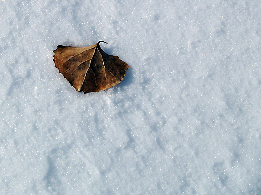 포토 JPG 해외이미지 계절 백그라운드 잎 겨울 자연 추상 건조 사람없음 갈색 얼음 흰색 닫기 질감 해외202004 해외포토 자연요소 식물 컬러 무늬 모션 생태계 파일형식 이미지허브