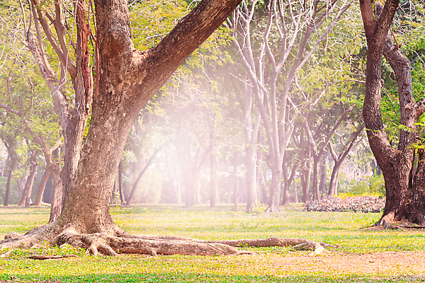 포토 JPG 해외이미지 나무 식물 공원 잎 밭 자연 풍경 잔디 사람없음 목재 빛 농장 환경 정원 나뭇가지 오픈 숲 땅 나무껍질 내추럴 해외202004 해외포토 공공시설 농업 재료 껍질 생태계 파일형식 이미지허브
