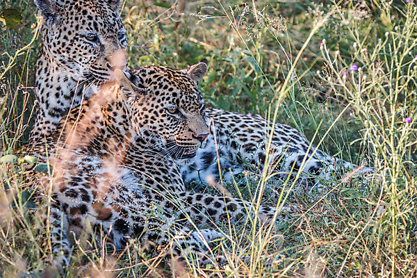 포토 JPG 해외이미지 동물 척추동물 응시 공원 야생동물 새끼 여행 포유류 아프리카 자연 친절 털 사람없음 야외 환경 고양이 힘 행성 운전 게임 황무지 보호 위험 큼 모피 심볼 사파리 속도 육식동물 사냥꾼 표범 내추럴 사바나 전국 해외202004 해외포토 직업 시선 공공시설 나라 컨셉 모션 놀이 반려동물 우주 크기 생태계 파일형식 이미지허브