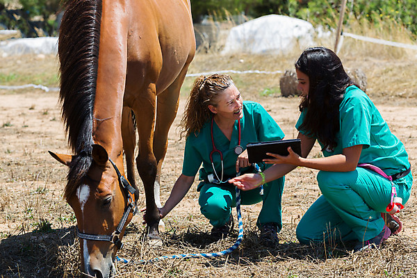 포토 JPG 해외이미지 동물 백인 여자 2 밭 포유류 청진기 사람 두명 약 농장 목장 산책 고통 시험 의사 시골 소 승마 군중 확인 문서 외과 수의사 돌봄 해외202004 해외포토 서양인 교육 감정 스포츠 농업 의학 의료기기 모션 휴식 병원 의료진 파일형식 이미지허브