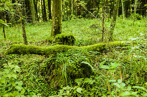 포토 JPG 해외이미지 나무 식물 계절 공원 유럽 길 백그라운드 낙엽 잎 자연 이끼 풍경 사람없음 목재 초록색 여름 빛 환경 침묵 봄 광선 가을 나뭇가지 신선 황무지 습지 숲 생태계 서식지 폴란드 내추럴 거짓말 삼림지대 썩음 옛날 해외202004 해외포토 공공시설 나라 컬러 재료 소리 파일형식 이미지허브