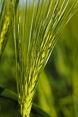 포토 JPG 해외이미지 식물 계절 산업 음식 줄기 잎 밭 농업 채소 부분 건강 옥수수 씨앗 성인 사람없음 초록색 여름 농작물 농장 봄 성장 시골 시간 낟알 시리얼 밀 유기농 보리 귀 장면 밀짚 내추럴 밭일 호밀 세련 전경 해외202004 해외포토 웰빙 컬러 곡류 사람 풍경 신체부위 짚 파일형식 탑뷰 이미지허브