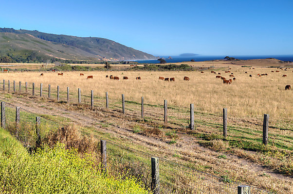 포토 JPG 해외이미지 파도 바다 여행 밭 자연 하늘 휴가 산 풍경 사람없음 초록색 물 여름 파란색 농장 가축 시골 고속도로 개울 소 큼 방목 먹기 캘리포니아 태평양 서쪽 울퉁불퉁 해외202004 해외포토 자연요소 동물 계절 도로 컬러 농업 포유류 모션 강 미국 축산업 크기 방향 생태계 파일형식 이미지허브