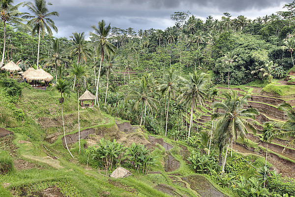 포토 JPG 해외이미지 식물 아시아 문화 선 음식 여행 백그라운드 패턴 농업 자연 밥 휴가 풍경 사람없음 야외 물 농장 평화 환경 성장 시골 낟알 언덕 유기농 발리 인도네시아 장면 논밭 밭일 해외202004 해외포토 자연요소 웰빙 나라 산업 섬 컨셉 무늬 밭 논 생태계 파일형식 이미지허브