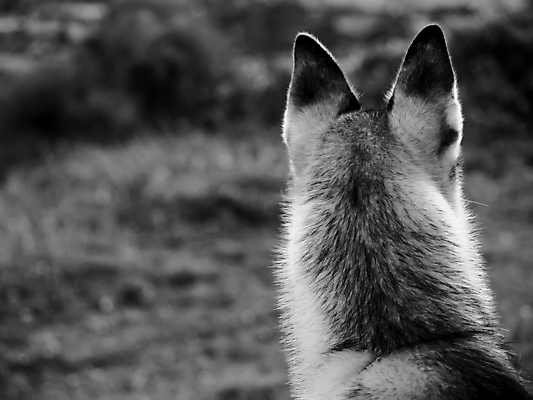 포토 JPG 해외이미지 시선 새끼 장난 자연 사람없음 개 강아지 북극 호기심 사냥 사냥꾼 북쪽 송곳니 경보 기르기 복종 시베리아 충실 해외202004 해외포토 동물 직업 감정 컨셉 포유류 반려동물 치아 극지방 방향 생태계 돌봄 파일형식 이미지허브