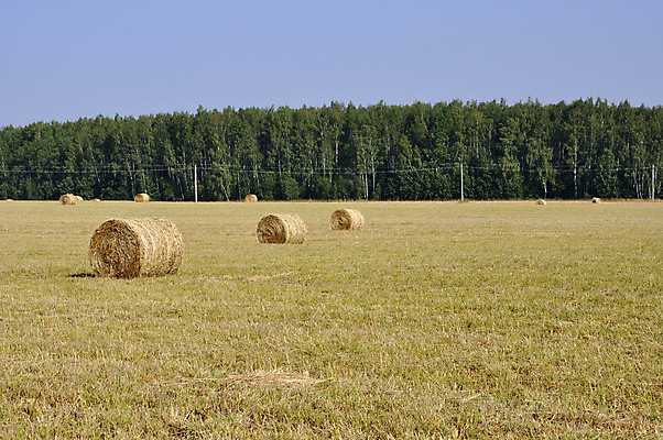 포토 JPG 해외이미지 밭 농업 자연 하늘 풍경 사람없음 그래픽 여름 농장 시골 건초더미 볏짚 그림 뭉치 밀짚 해외202004 해외포토 계절 산업 건초 짚 생태계 파일형식 더미 이미지허브