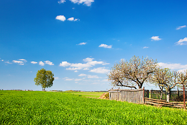 포토 JPG 해외이미지 나무 식물 구름 계절 백그라운드 잎 밭 농업 자연 하늘 날씨 풍경 잔디 사람없음 야외 목재 초록색 여름 파란색 빛 울타리 햇빛 농장 노란색 환경 맑음 봄 흰색 시골 신선 과수원 땅 장면 내추럴 수평선 해외202004 해외포토 자연요소 산업 컬러 재료 담장 태양 생태계 파일형식 이미지허브