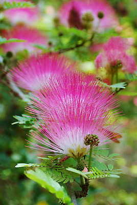 포토 JPG 해외이미지 나무 식물 계절 꽃 야생동물 분홍색 백그라운드 잎 꽃무늬 패턴 자연 사람없음 빨간색 초록색 여름 봄 활발 성장 벚꽃 나뭇가지 개화 가시 수분 부드러움 솜털 아카시아 해외202004 해외포토 동물 컬러 컨셉 무늬 감각 생태계 파일형식 이미지허브