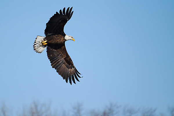 포토 JPG 해외이미지 동물 야생동물 여행 겨울 날개 자연 조류 생물 종류 어류 사람없음 야외 갈색 미국 자유 흰색 먹이 자르기 심볼 깃털 부리 독수리 대머리 사냥꾼 멸종 알래스카 무료 발톱 웅장함 전국 포식 해외202004 해외포토 직업 헤어스타일 계절 컬러 컨셉 북아메리카 모션 발 수중동물 생태계 파일형식 이미지허브