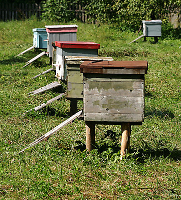 포토 JPG 해외이미지 문화 곤충 밭 농업 자연 지붕 주택 사람없음 목재 빨간색 초록색 파란색 상자 농장 봄 벚꽃 흰색 시골 달콤 나무상자 과수원 꽃가루 꿀 벌집 내추럴 밀랍 식민지 양봉장 왁스 줄서기 해외202004 해외포토 나무 동물 계절 꽃 산업 컬러 재료 모션 건물 맛 가루 생태계 파일형식 이미지허브