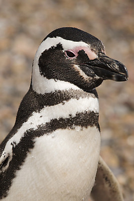 포토 JPG 해외이미지 동물 야생동물 2 자연 조류 흑백 서기 사람없음 펭귄 아르헨티나 동물상 해외202004 해외포토 모션 촬영기법 조형물 남아메리카 생태계 파일형식 이미지허브