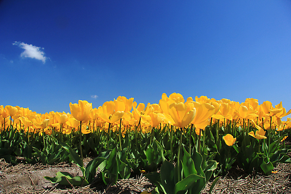 포토 JPG 해외이미지 식물 계절 꽃 꽃다발 컨셉 꽃무늬 밭 전구 자연 하늘 사람없음 초록색 파란색 컬러풀 햇빛 노란색 봄 튤립 성장 신선 네덜란드 내추럴 해외202004 해외포토 유럽 컬러 무늬 농업 태양 생태계 파일형식 이미지허브