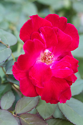 포토 JPG 해외이미지 식물 꽃잎 꽃 꽃다발 백그라운드 잎 꽃무늬 오렌지 자연 발렌타인데이 사람없음 장식 초록색 장미 머리 우주 정원 스파 봄 활발 벚꽃 흰색 신선 개화 순수 유기농 원예 냄새 내추럴 광합성 해외202004 해외포토 웰빙 계절 컬러 컨셉 무늬 과일 데이이벤트 취미 신체부위 생태계 파일형식 이미지허브