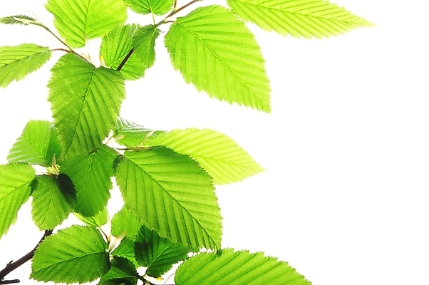 포토 JPG 해외이미지 계절 공원 백그라운드 잎 자연 벽지 하늘 사람없음 목재 초록색 파란색 태양 우주 환경 정원 맑음 봄 성장 광선 흰색 나뭇가지 숲 에코 생태계 내추럴 강렬 고립 생태학 카피스페이스 해외202004 해외포토 자연요소 나무 식물 공공시설 교육 컬러 재료 날씨 공백 파일형식 이미지허브